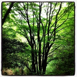 rokko201205193.jpg