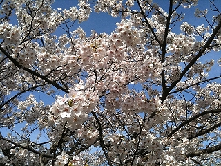 s-2010040402.jpg