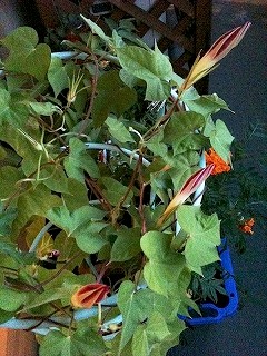 s-IMG_2404.jpg