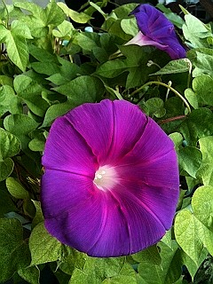 s-IMG_6052.jpg