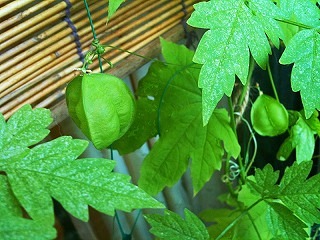 s-IMG_7675.jpg