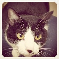 s-neko20120424.jpg
