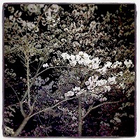 s-sakura20120412.jpg