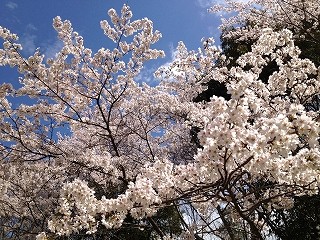 s-sakura20120414.jpg