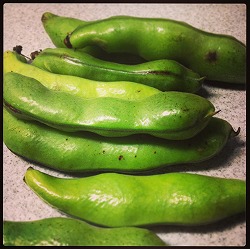 soramame20140601.jpg